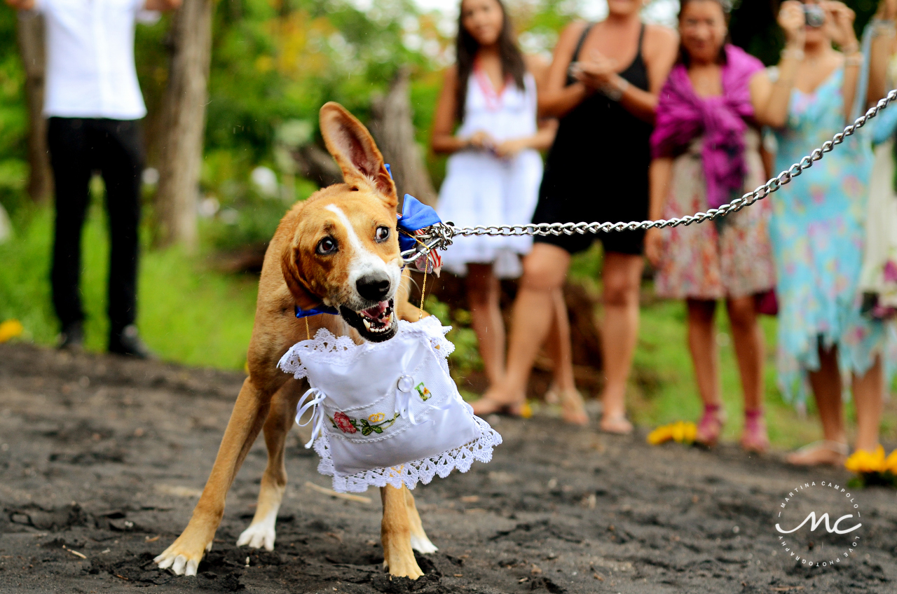 Dog ring bearer. Playa Hermosa, Costa Rica Wedding. Martina Campolo Photography